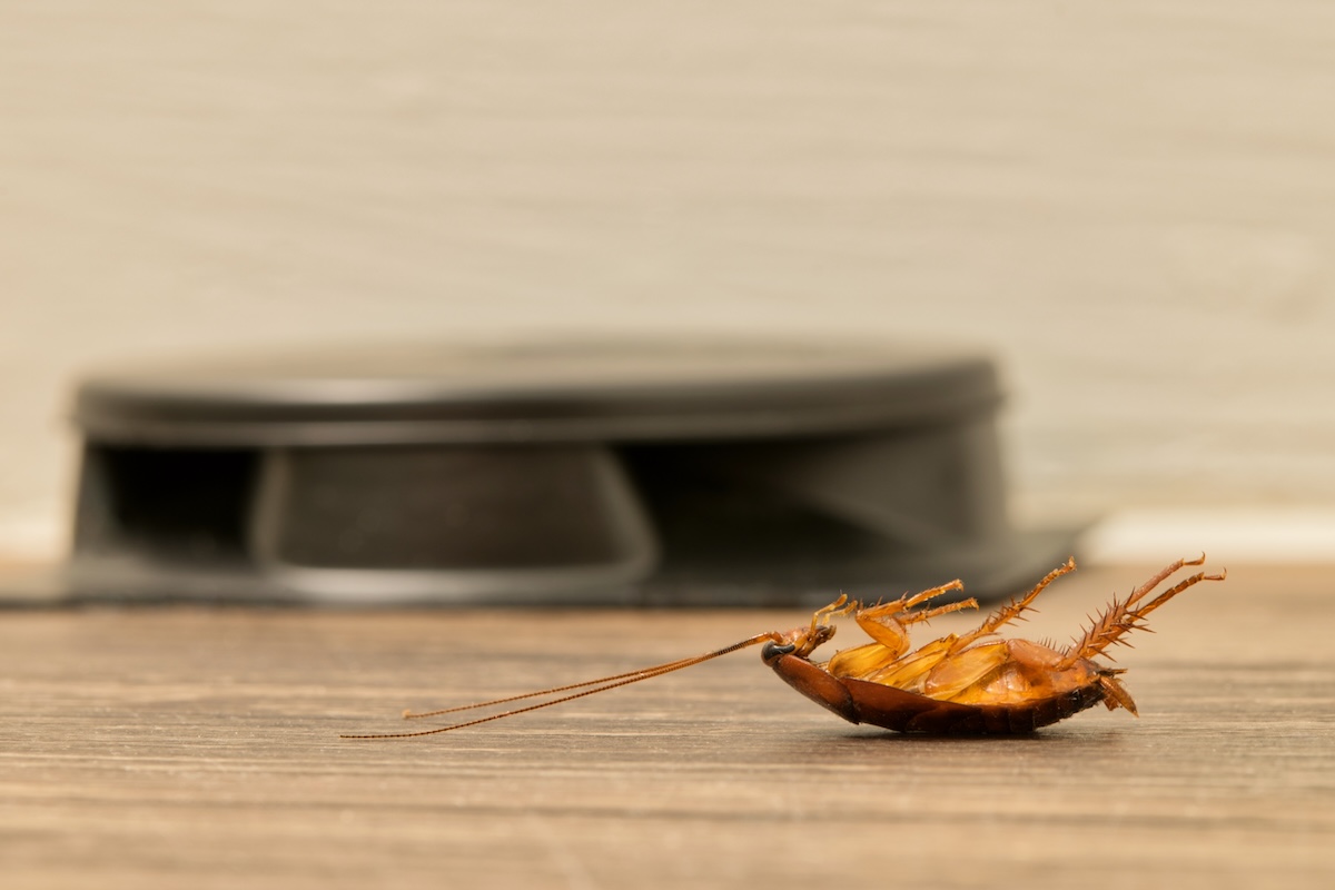 Dead roach on its back in front of a black roach bait station.