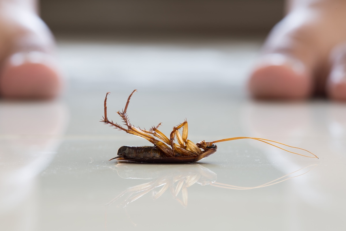 Dead cockroach on floor with person's bare feet in background.