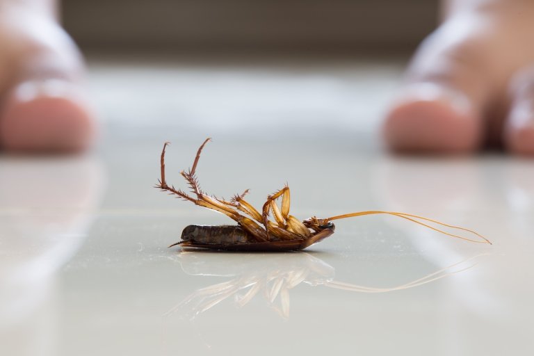 Dead cockroach on floor with person's bare feet in background.