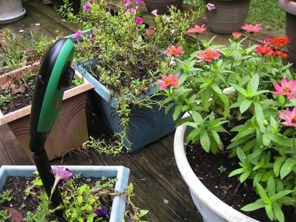 10 Rain Garden Plants That Can Help Reduce Runoff