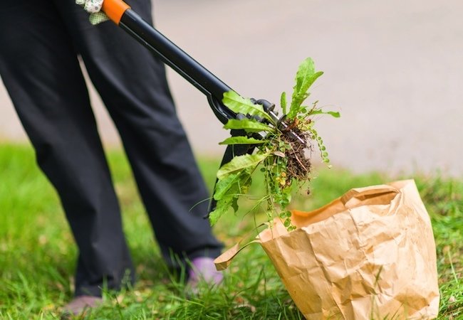 How to Get Rid of Crabgrass