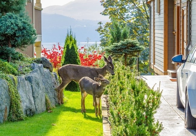 How to Keep Deer Out of a Garden
