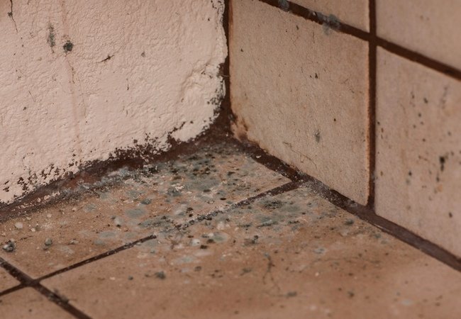 How to Kill Mold