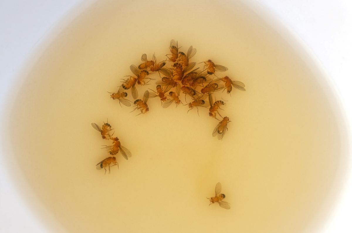 fruit flies trapped in bowl