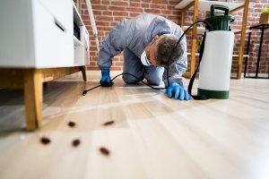 Exterminator treating area under a chair with roaches.