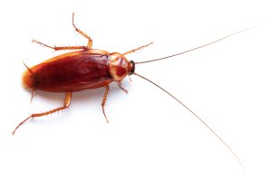 American cockroach on a white background.