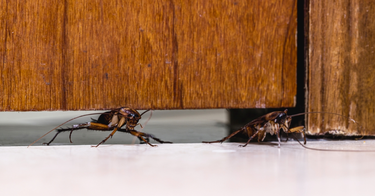 how to get rid of roaches - roach door entry