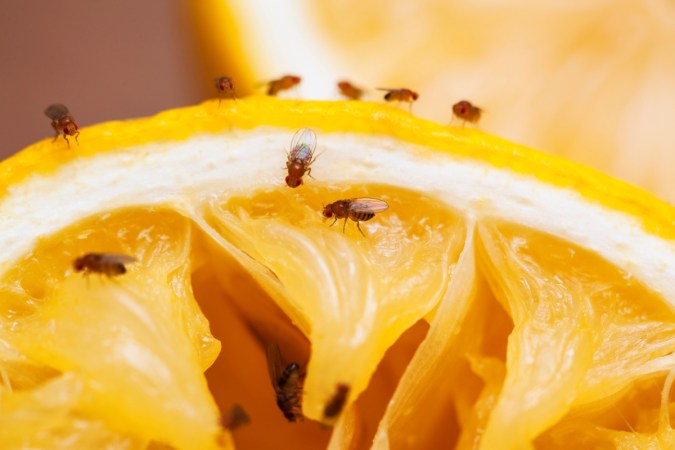 How to Get Rid of Fruit Flies: 5 DIY Traps