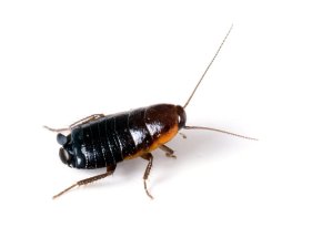 Oriental cockroach on a white background.