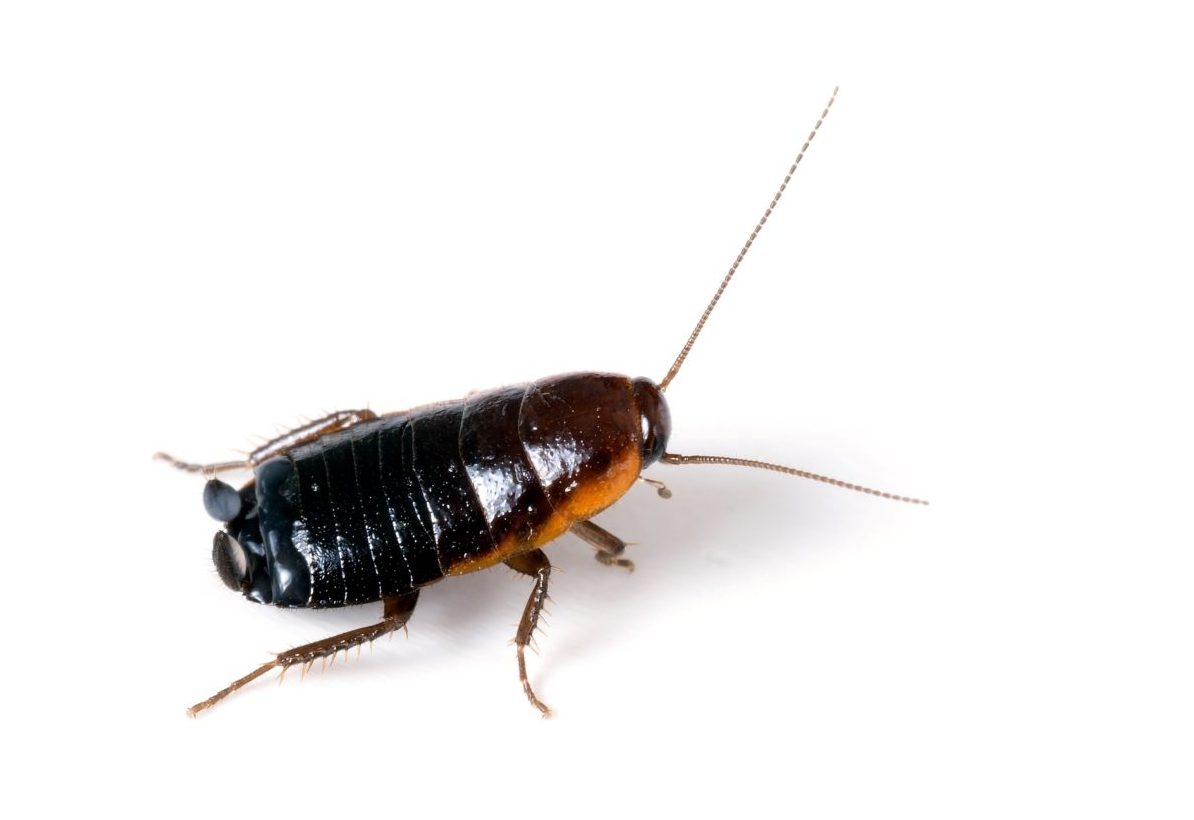 Oriental cockroach on a white background.