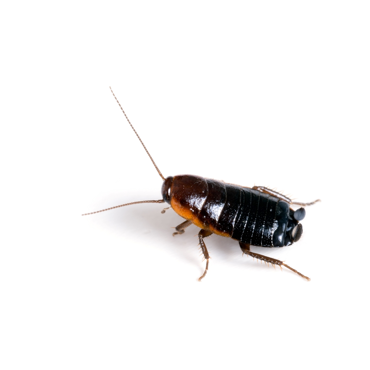 how to get rid of roaches - oriental cockroach