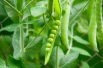 Pea garden plant with open bean pod with exposed peas.