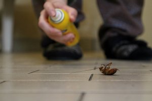 Person pointing can of bug spray at a roach.