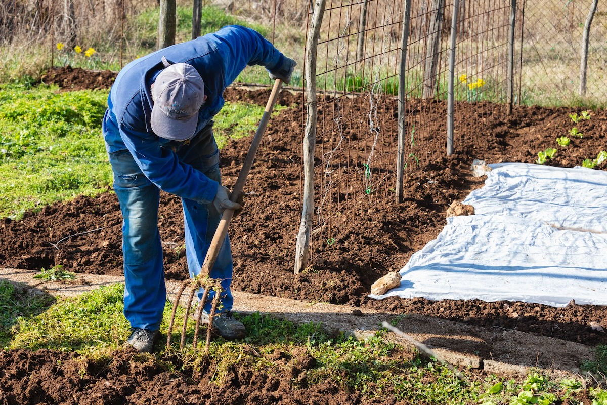 A man uses a pitchfork to aerator a small garden plot.