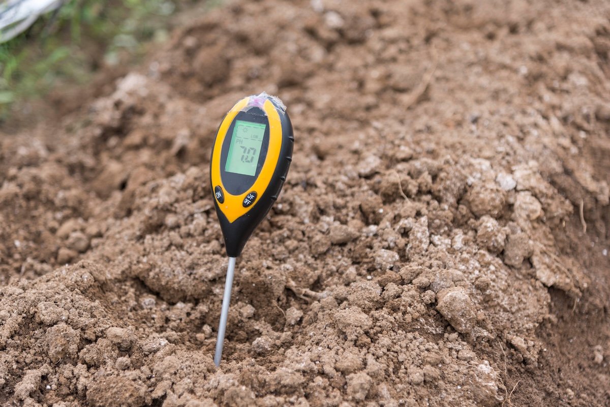 Using a digital pH checker to check the health of garden soil.
