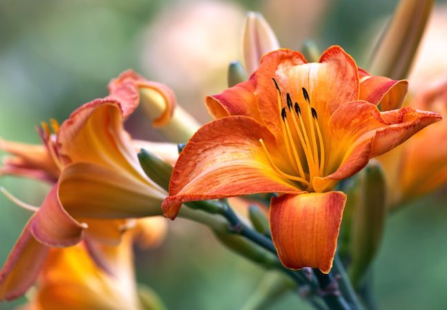 Solved! 8 Flowers Sure to Bloom in Winter