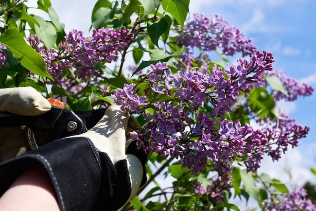 Bob Vila Radio: Lilac Pruning