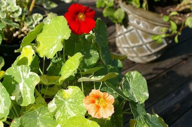 The 12-Inch Farm: 12 Foods You Can Easily Grow in Containers