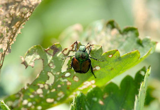 10 Common Garden Problems—and How to Fix Them