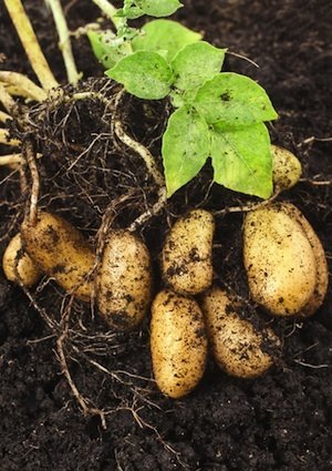 How to Grow Potatoes - Detail Plant