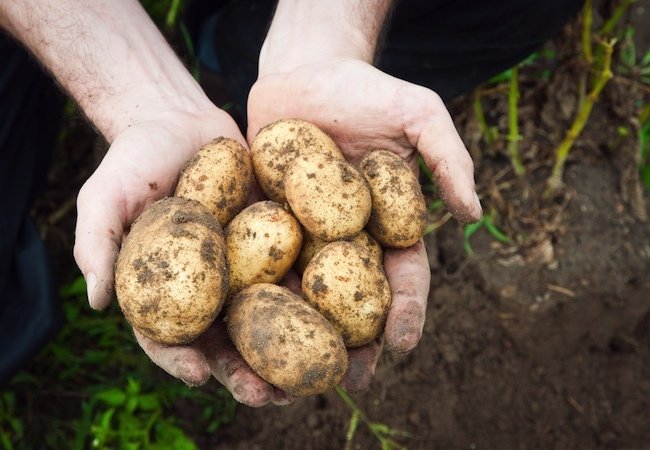 How to Grow Potatoes