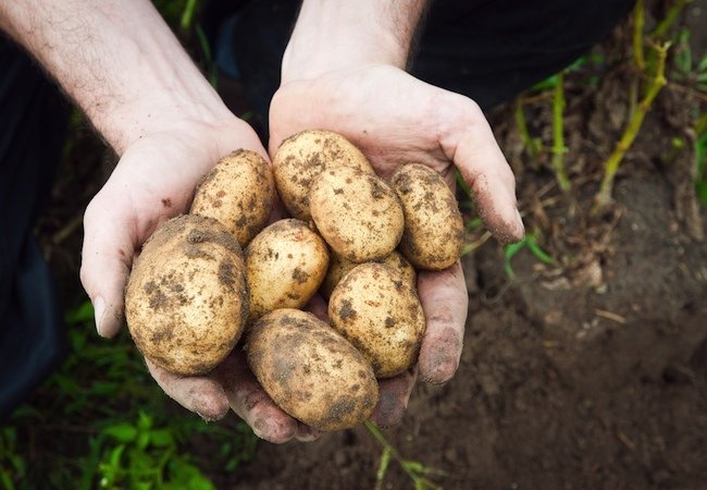 How To: Grow Potatoes
