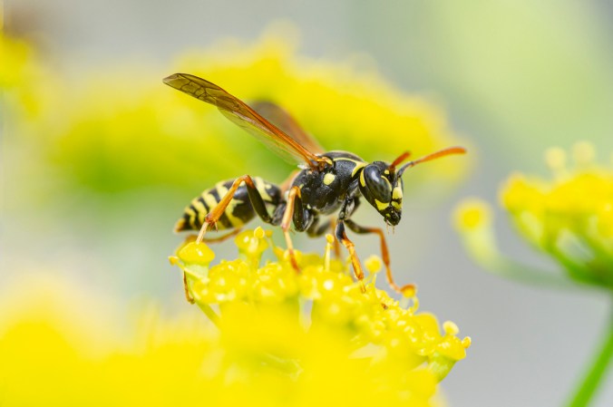 How to Get Rid of Wasps: Say "Goodbye!" in 5 Easy Steps