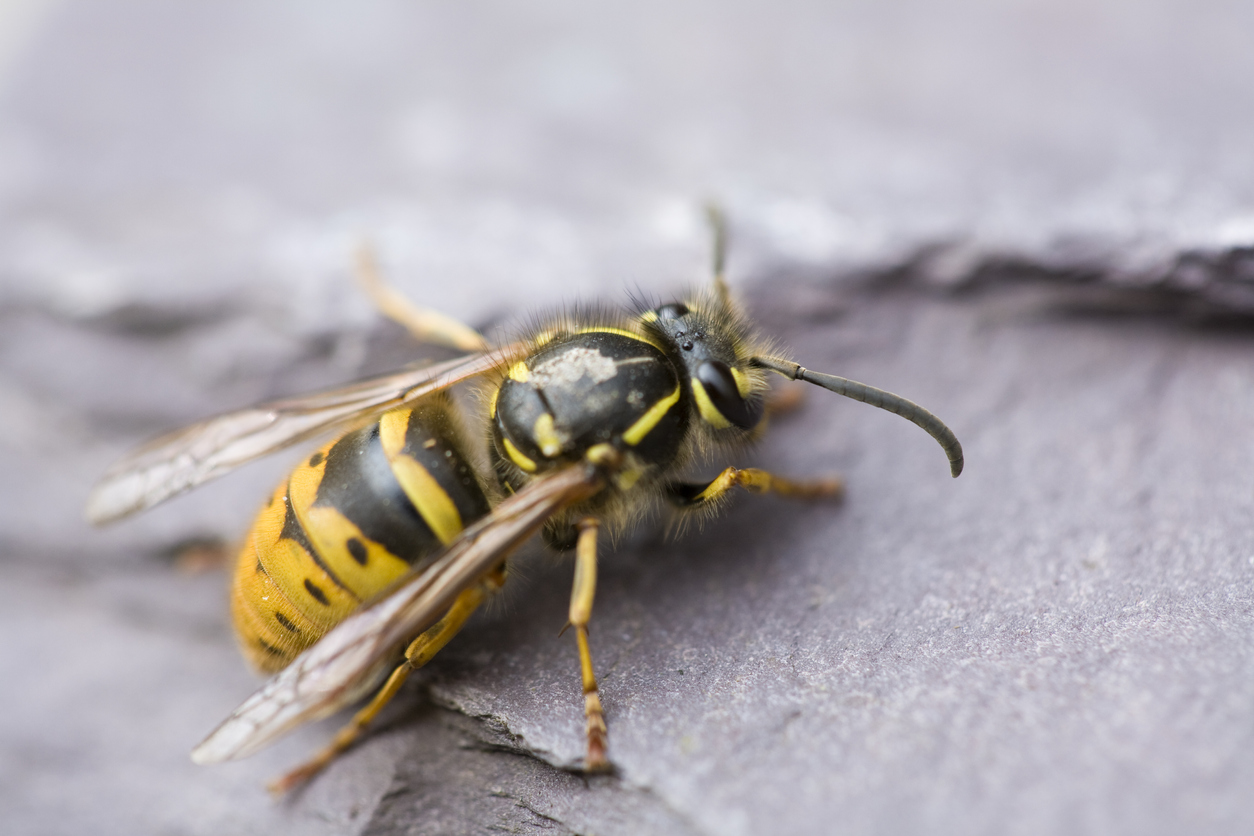 A yellow jacket wasp is crawling across a grey surface.