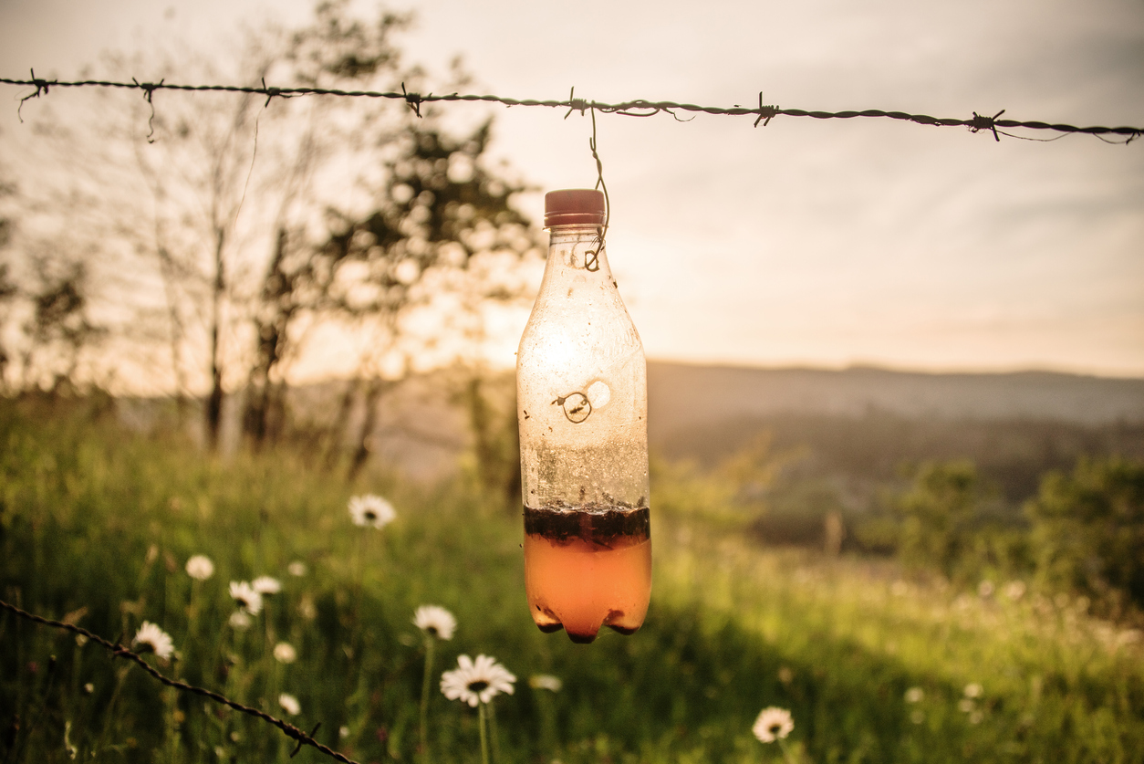 A homemade wasp trap made of a soda bottle is hanging from a wire and contains a small amount of liquid.