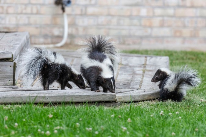 How to Get Rid of a Skunk