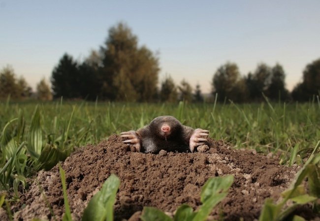 A mole pokes out of its burrow.
