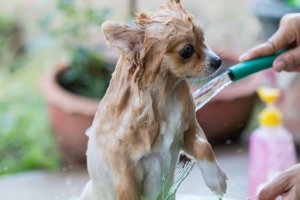 Small sudsy dog being rinsed by a garden hose.