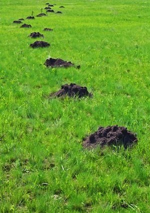 How to Get Rid of Moles - Mounds