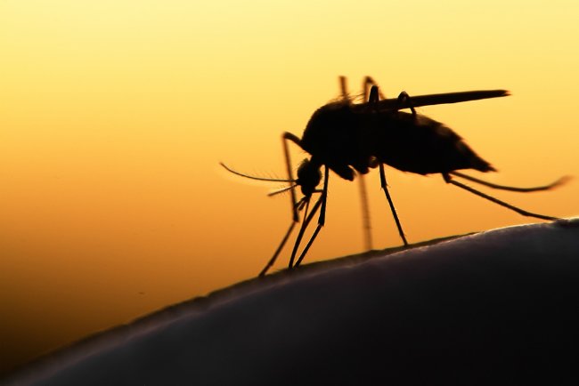 Bob Vila Radio: Are There Plants That Repel Mosquitos?