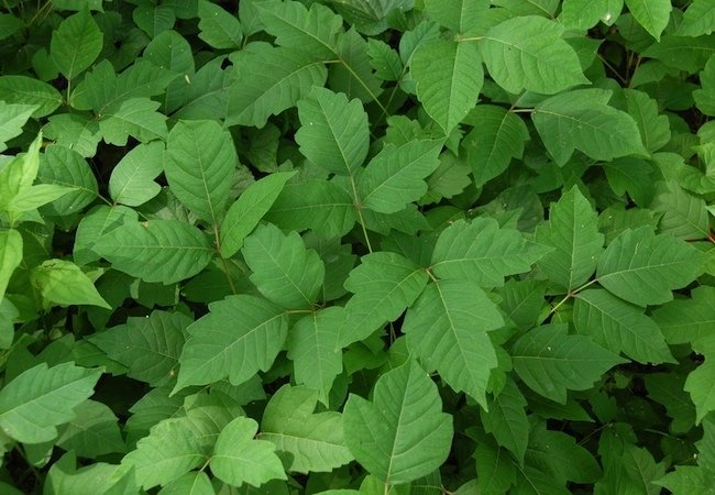 How To: Remove Poison Ivy from Your Yard