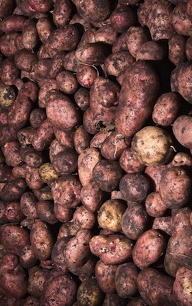 How to Build a Root Cellar - Potatoes