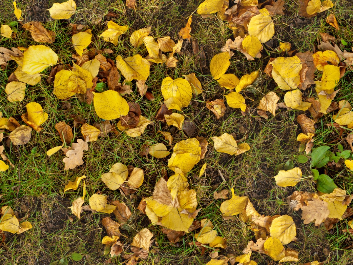 The Best Tips for Mulching Leaves
