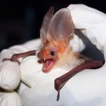 Pallid bat