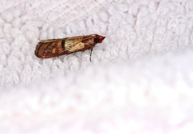 How to Get Rid of Moths