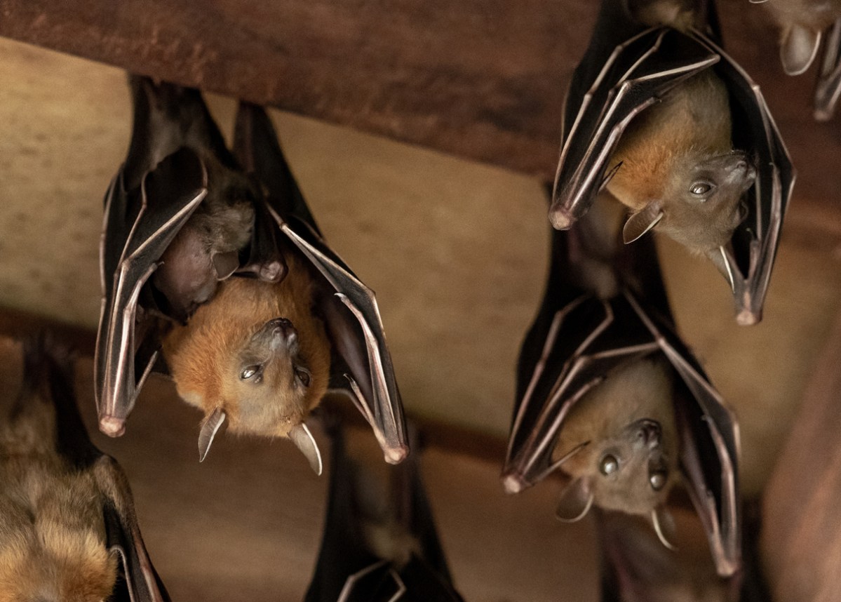 What to Do if You Find a Bat in Your House