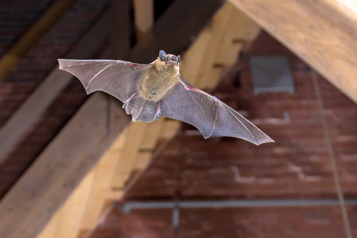 Flying Pipistrelle bat (Pipistrellus pipistrellus) action shot of hunting animal on wooden attic of city church. This species is know for roosting and living in urban areas in Europe and Asia.