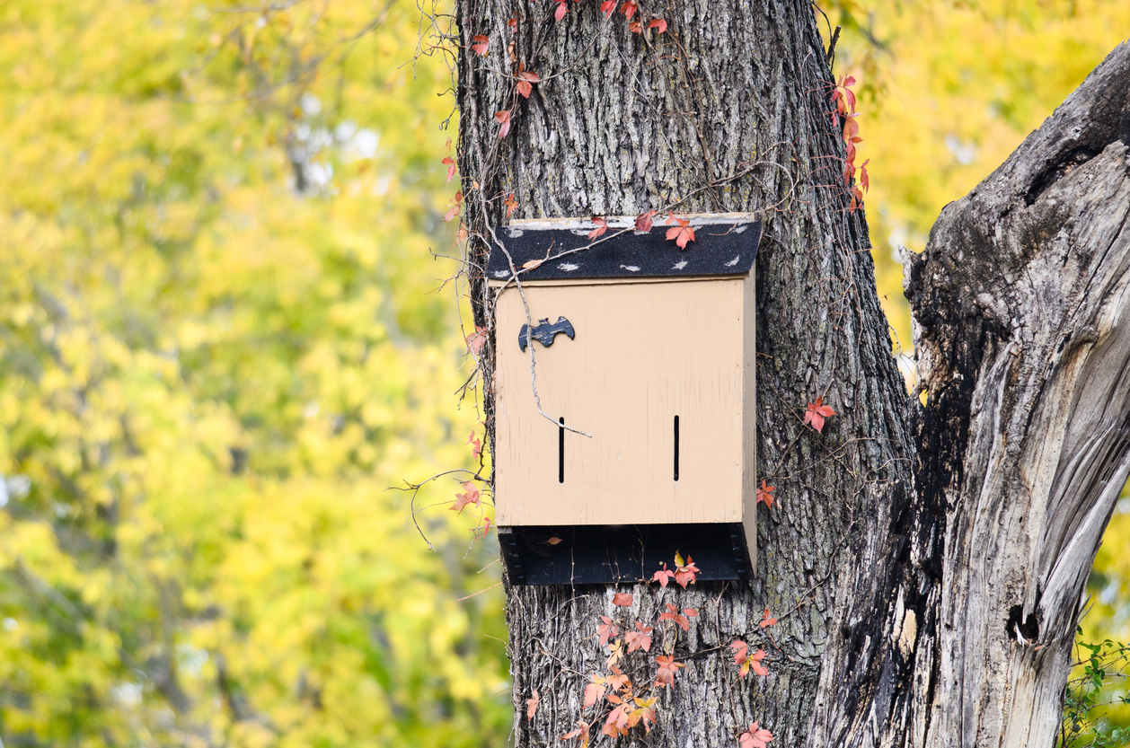 A bat house hangs in a tree with yellow fall color behind it.