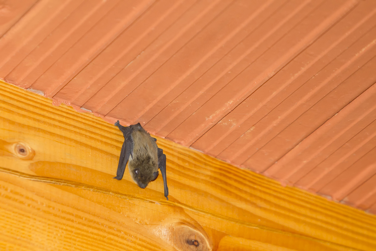 A low angle view of a bat hanging upside down on a wooden beam on the ceiling inside a house.