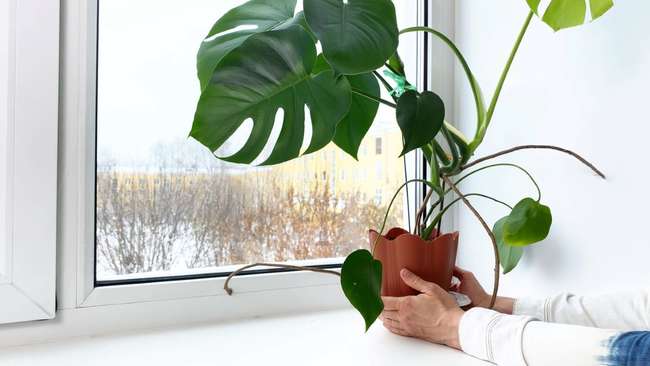 10 Houseplants That Thrive Where Others Die
