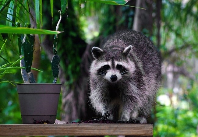 How to Get Rid of Raccoons in 9 Simple Steps