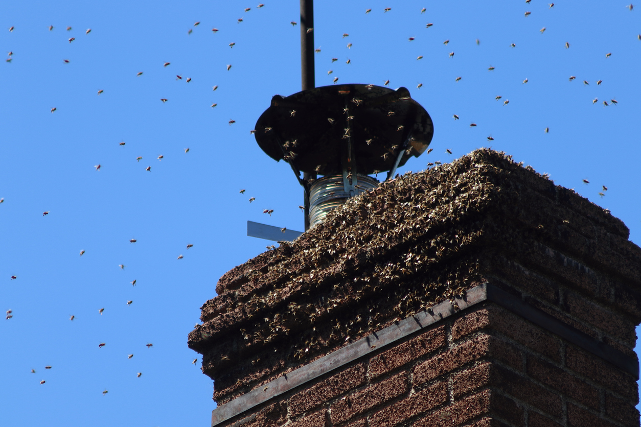 under a large blue sky, the bees invaded a chimney on the roof of a house