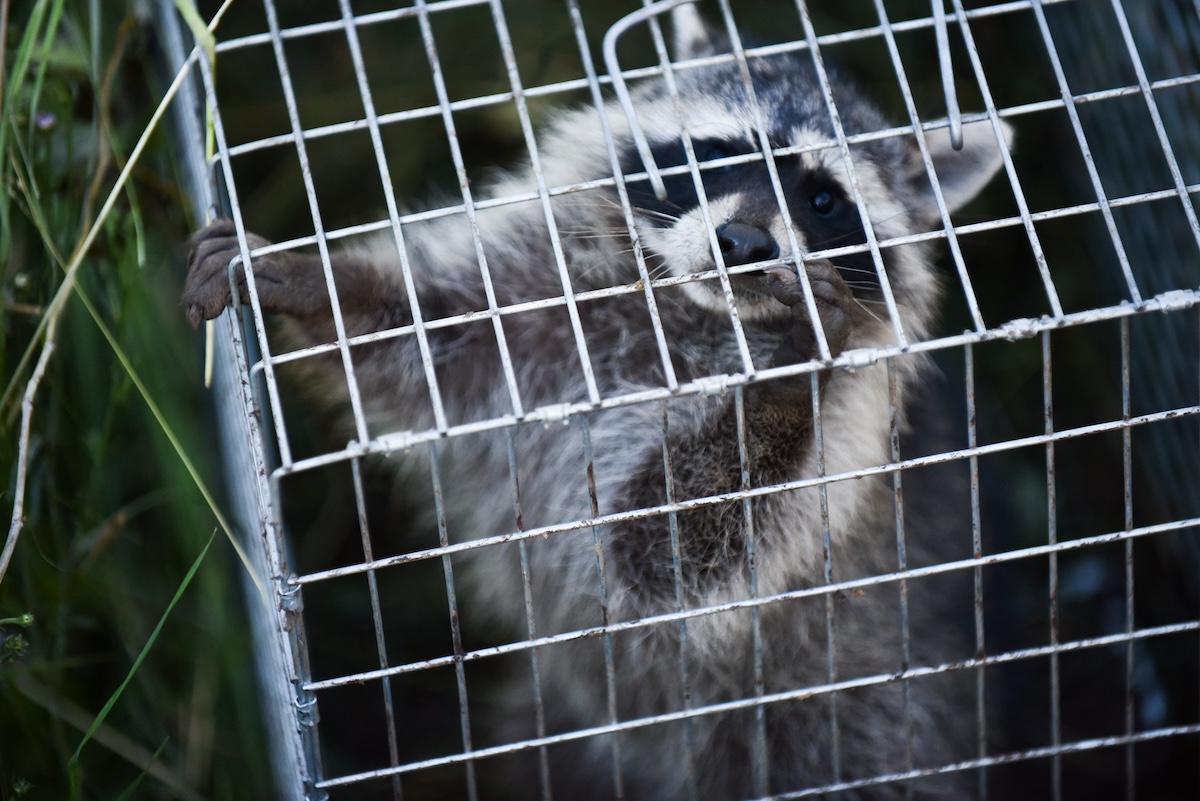 A raccoon in a cage.