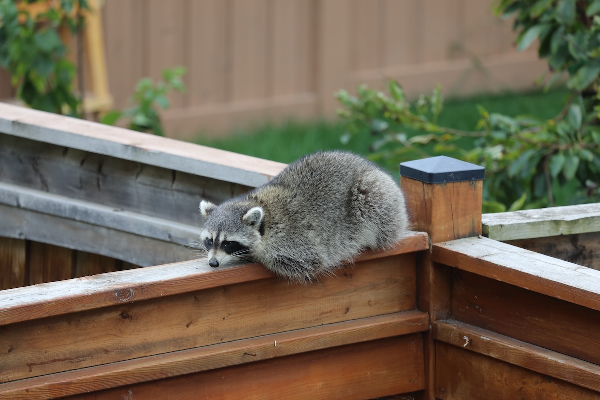 A raccoon perches on the railing of a wooden residential deck.