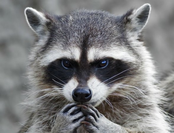 Bob Vila Radio: Repelling Raccoons