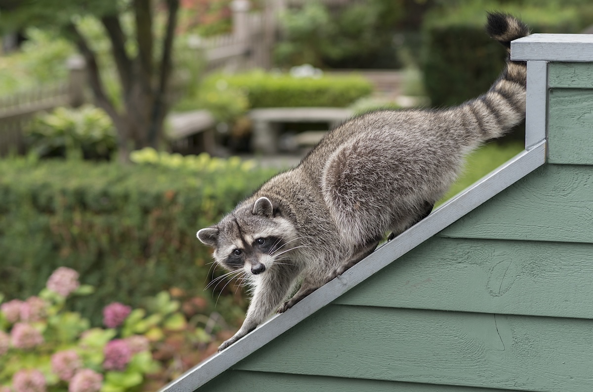 A raccoon climbs a green roof.